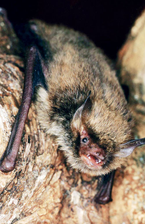 Wasserfledermaus